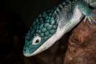 Mexican alligator lizard. Art Print